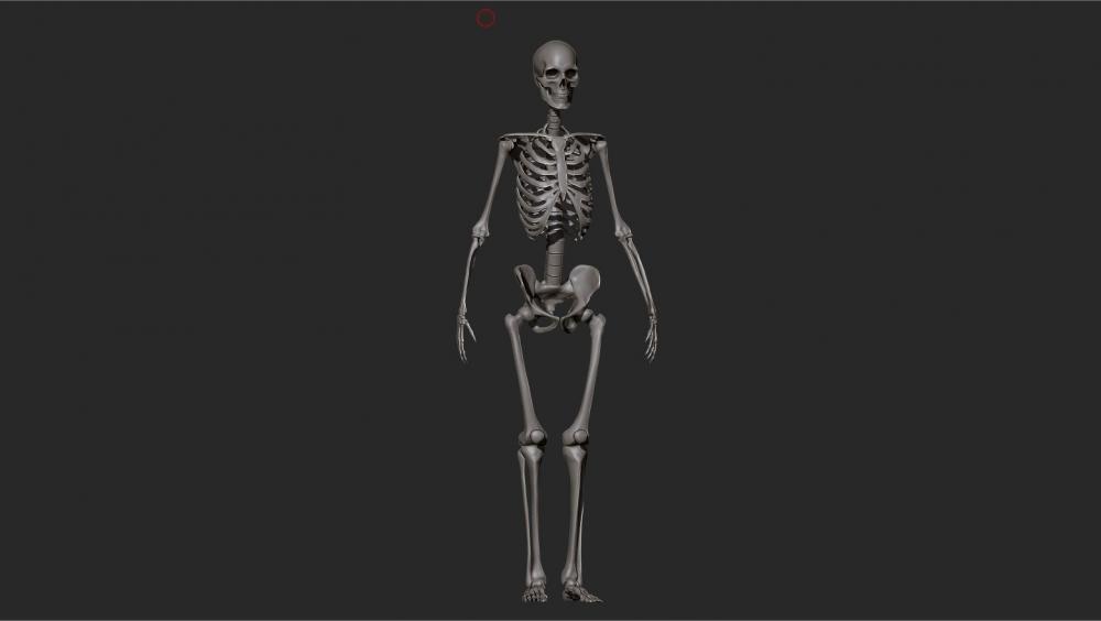 Skelett.thumb.JPG.0b8b26a4c092acf19d2e69