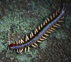 centipede.jpg.447e73c3810953bfc9b39a1a3f476c5b.jpg