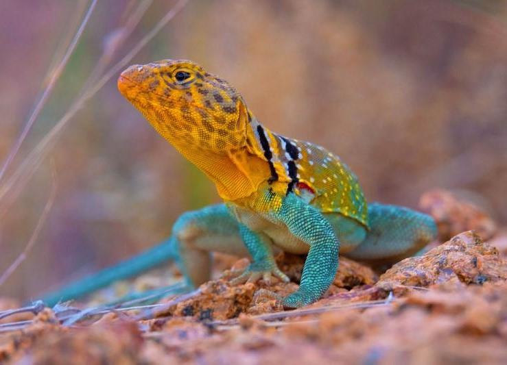 1409390013_EasternCollaredLizard.jpg.25a4d9acb7f56d6725f2257a56300715.jpg