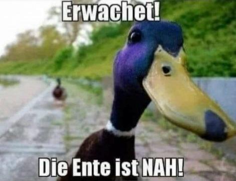 Die_Ente_ist_nah.jpg.55f47812c8f6282585629d47d4c9def2.jpg